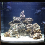 Nano Reef Tank Day 3 06-10-12
