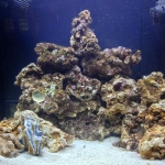 Kent Nano Reef Tank Day 8 Saturday 13-10-12