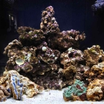 NRT D9 Sunday 14-10-12 Kent Nano Reef Tank Day 9