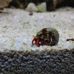 One third of my Clean Up Crew, the Hermit Crab