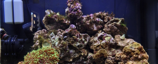 Nano Reef Tank Day 16 Saturday