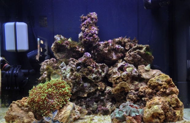 Nano Reef Tank Day 16 Saturday