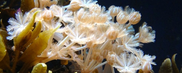 Pulsing Xenia