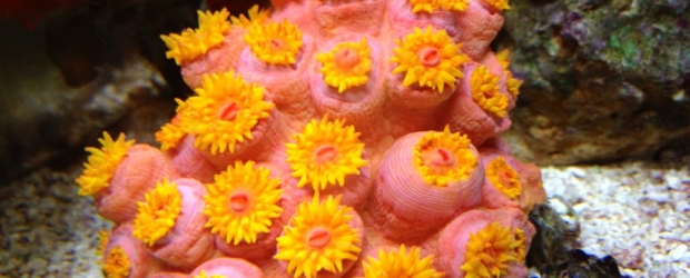 LPS Coral Tubastrea sp.