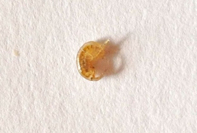 Amphipod