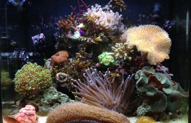 Kent Nano Reef Tank