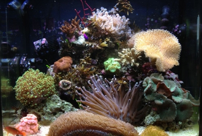 Kent Nano Reef Day 150