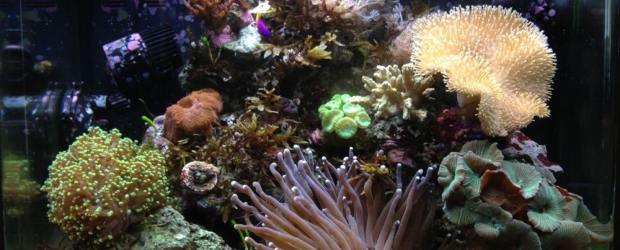 Kent Nano Reef Day 150