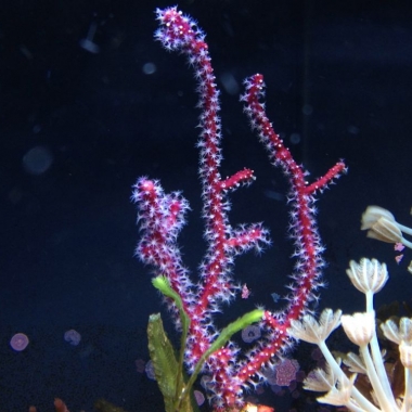 Red Whip Coral (ellisella sp)