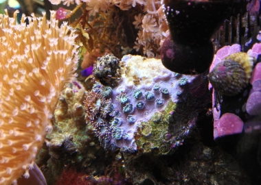 Turbinaria after rock fall in Nano Reef Tank