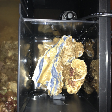Fiji Live Rock Rubble and Live Blue Rock Rubble in sump